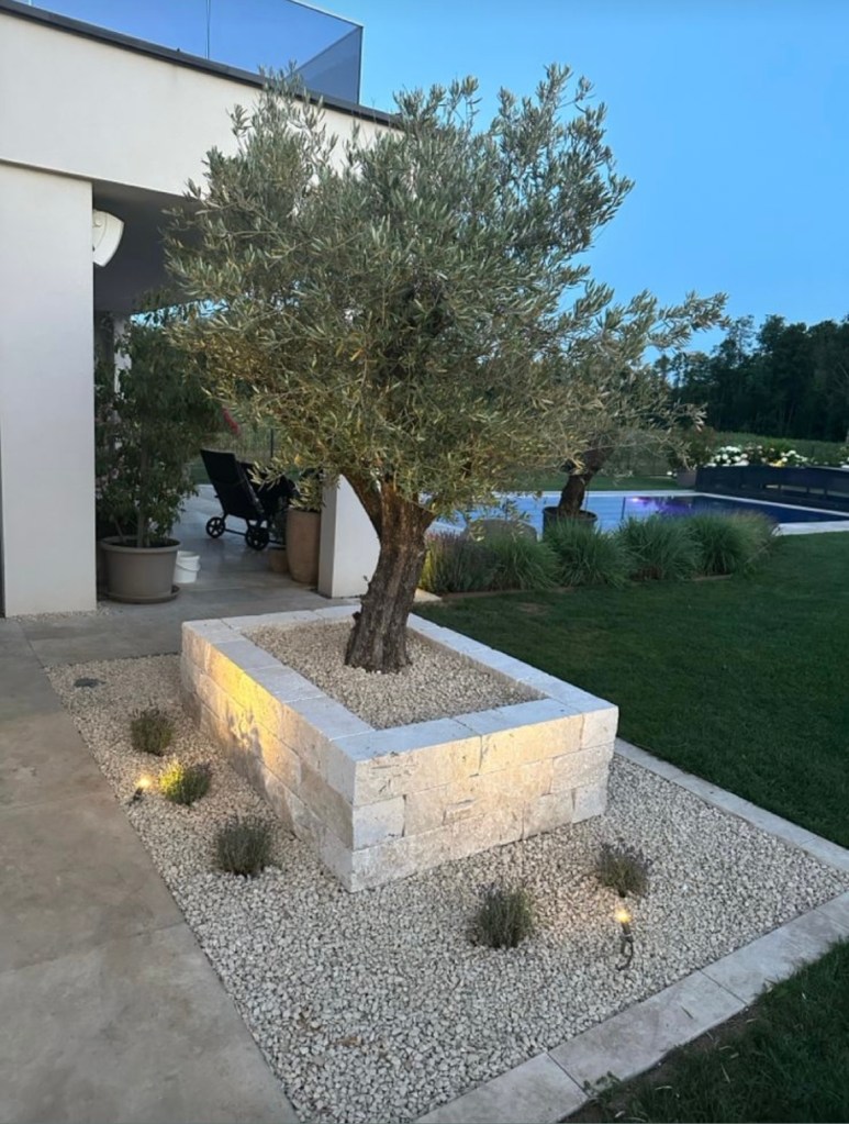Olivo piantato in un vaso di pietra, circondato da ghiaia e piante di lavanda, con un'illuminazione soffusa, all'aperto accanto a una casa moderna.